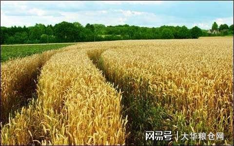 今天小麥最新價(jià)格行情，變化中的機(jī)遇與自我成長(zhǎng)潛力探索
